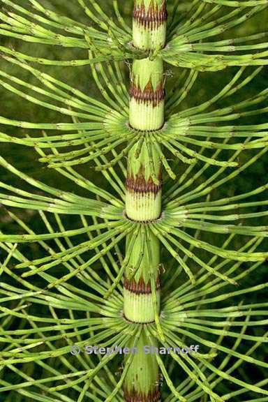 equisetum telmateia ssp braunii 2 graphic